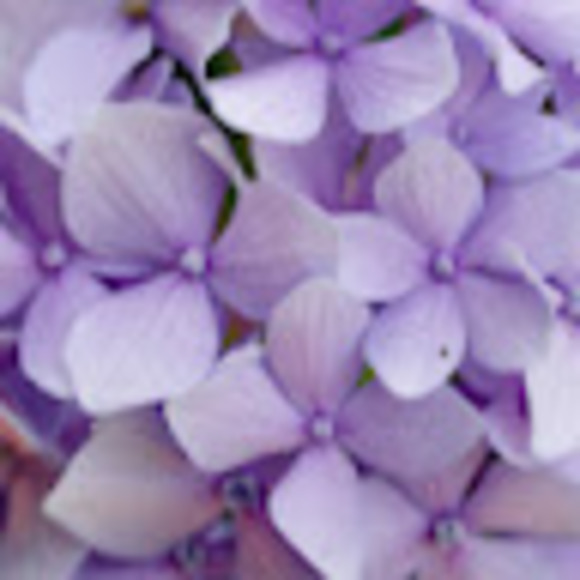 lilac842